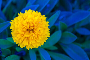 Yellow Flower with Blue-Green Leafy Background – Vibrant Nature Stock Photo