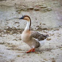 a domestic feathered bird goose walking in the yard