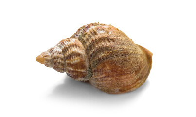 Sea snail, one shell of raw whelk, sea snails bulot. Bulots isolated on white background, macro shot. French delicatessen, seafood. Buccinum undatum. 