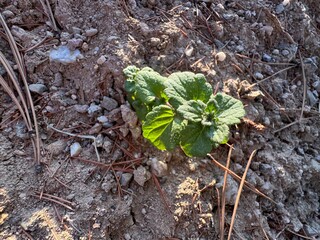 Close-up of fresh leaves of Marrubium vulgare. The leaves have a wrinkled surface and are hairy. Marrubium vulgare (white horehound or common horehound) is a flowering plant in the mint family.