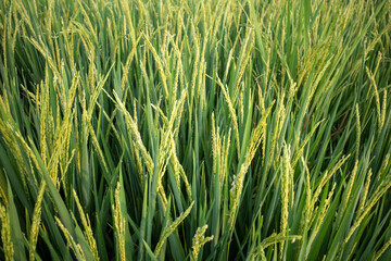 Close up of green paddy rice plant (Oryza sativa) on rice field. Natural wallpaper
