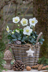 Christrosen (Helleborus niger) im Korb im Wintergarten