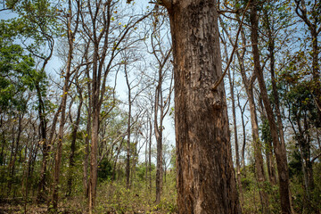 Dry teak trees canopy in the forest with blue sky  background. Natural wallpaper