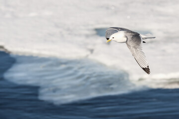 Black-legged Kittiwake (Rissa tridactyla tridactyla) in flight, Hinlopen Strait, Svalbard Archipelago, Arctic Norway