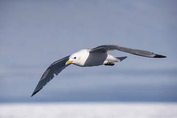 Black-legged Kittiwake (Rissa tridactyla tridactyla) in flight, Hinlopen Strait, Svalbard Archipelago, Arctic Norway