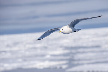 Black-legged Kittiwake (Rissa tridactyla tridactyla) in flight, Hinlopen Strait, Svalbard Archipelago, Arctic Norway