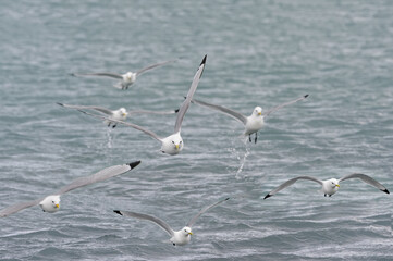 Black-legged Kittiwakes (Rissa tridactyla tridactyla) in flight, Liefdefjorden, Haakon VII Land, Spitsbergen Island, Svalbard Archipelago, Norway