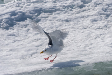 Glaucous Gull (Larus hyperboreus), Olgastretet (Edge Island), Svalbard Archipelago, Arctic Norway