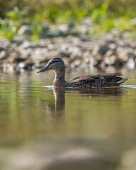 kaczka krzyż&oacute;wka Anas platyrhynchos