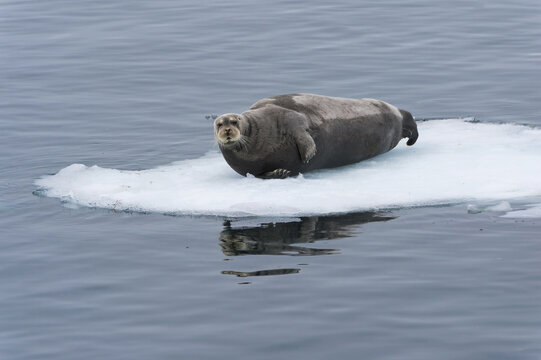 Bearded Seal (Erignathus barbatus) resting on pack ice, Spitsbergen Island, Svalbard Archipelago, Norway,