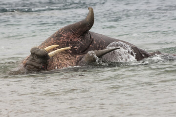 Walrus (Odobenus rosmarus), Torellneset Island, Svalbard Archipelago, Arctic Norway