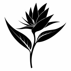 Bird Of Paradise Flower Silhouette Vector Illustration, black and white design on white background