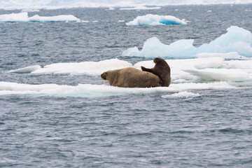 Naklejka premium Walrus (Odobenus rosmarus) resting on ice, Brassvell Glacier, Nordaustlandet, Svalbard archipelago, Norway