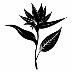 Bird Of Paradise Flower Silhouette Vector Illustration, black and white design on white background