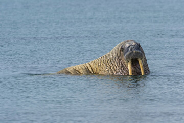 Walrus (Odobenus rosmarus) in water, Sarstangen, Prince Charles Foreland Island, Spitsbergen...
