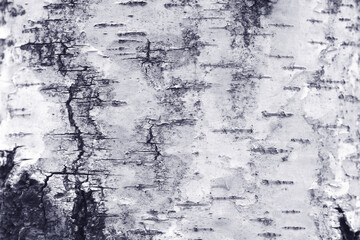 pattern of birch bark with black birch stripes