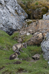 Young Arctic Foxes (Vulpes lagopus) playing near the den, Alkhornet, Svalbard Archipelago, Norway