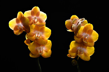 yellow orchid on black background