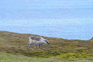 Svalbard Reindeer (Rangifer tarandus platyrhynchus) in the toundra, Spitsbergen Island, Svalbard archipelago, Norway