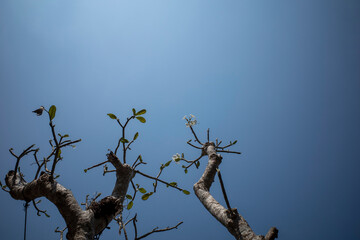 Kamboja flower (Plumeria), a genus of flowering plants in the family Apocynaceae with blue sky background