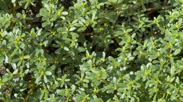 Bush of blooming wild growing common purslane close-up