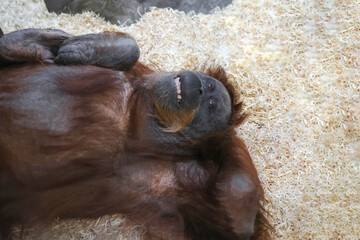 Orangutan ( Pongo pygmaeus) is resting on the hay at the zoo, the primate is smiling