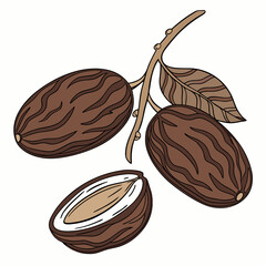 A cluster of fresh dates arranged on a clean white background, showcasing their rich brown color and natural texture.