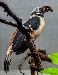 Visayan hornbill on the branch. Latin name - Penelopides panini