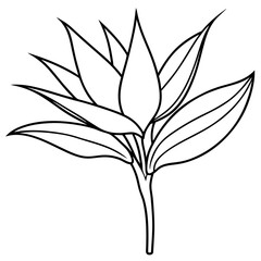 Bird Of Paradise Flower Line Art Vector Illustration, black and white design on white background