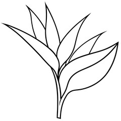 Bird Of Paradise Flower Line Art Vector Illustration, black and white design on white background