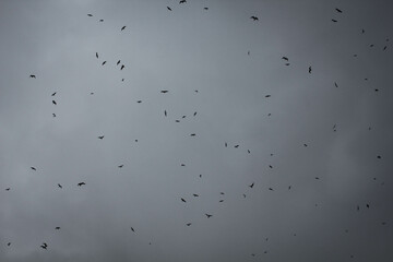 Birds in the sky