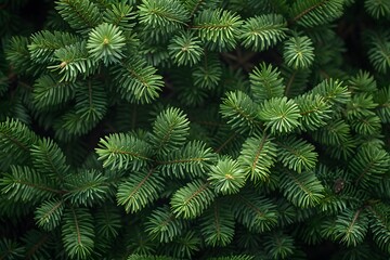 Lush Evergreen Pine Tree Branches - Nature Background for Holiday Design