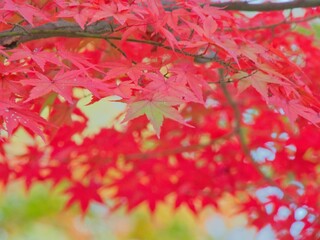 赤く染まった秋の紅葉