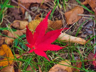 地面に落ちた赤く染まっている一枚の紅葉の葉