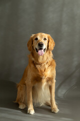 Fototapeta na wymiar Full length vertical view of happy beautiful reddish golden retriever sitting in dappled light against grey seamless background