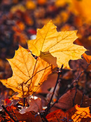 liście klonu podświetlone jesiennym słońcem