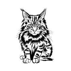Maine Coon cat graphics. tattoo object.  hand drawing. Not AI, Vector illustration