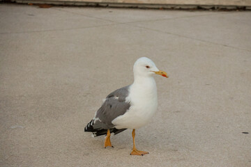 seagull on the beach