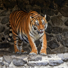  of an adult animal tiger on the stones in the zoo