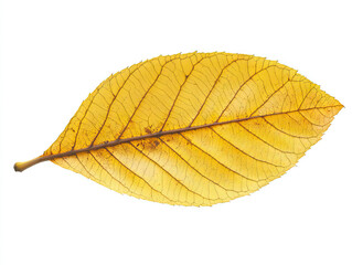 yellow leaf on a white background