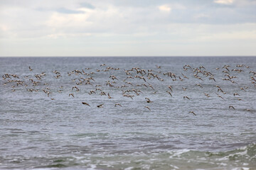 Flock of sanderlings in flight