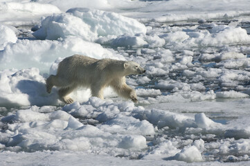 Female Polar bear (Ursus maritimus) on pack ice, Svalbard Archipelago, Barents Sea, Norway