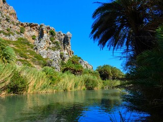 fiume con palme