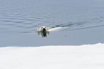 Polar Bear (Ursus maritimus) swimming through pack ice, Svalbard Archipelago, Norway