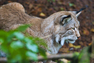 Luchs auf der Lauer