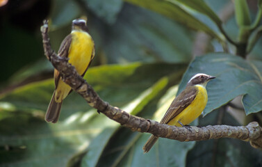 Tyran licteur,.Philohydor lictor , Lesser Kiskade, Perou