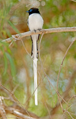 Gobe mouche de paradis de Madagascar, Tchitrec malgache,.Terpsiphone mutata, Malagasy Paradise Flycatcher, mâle, Madagascar