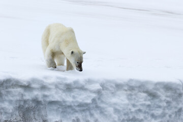 Female polar bear (Ursus maritimus) walking on the ridge of a glacier, Björnsundet, Hinlopen Strait, Spitsbergen Island, Svalbard Archipelago, Norway