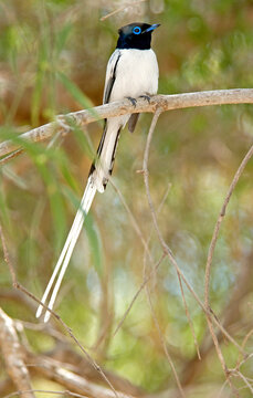 Gobe mouche de paradis de Madagascar, Tchitrec malgache,.Terpsiphone mutata, Malagasy Paradise Flycatcher, m&acirc;le, Madagascar