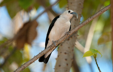 Falculie mantelée,.Falculea palliata, Sickle billed Vanga, Madagascar